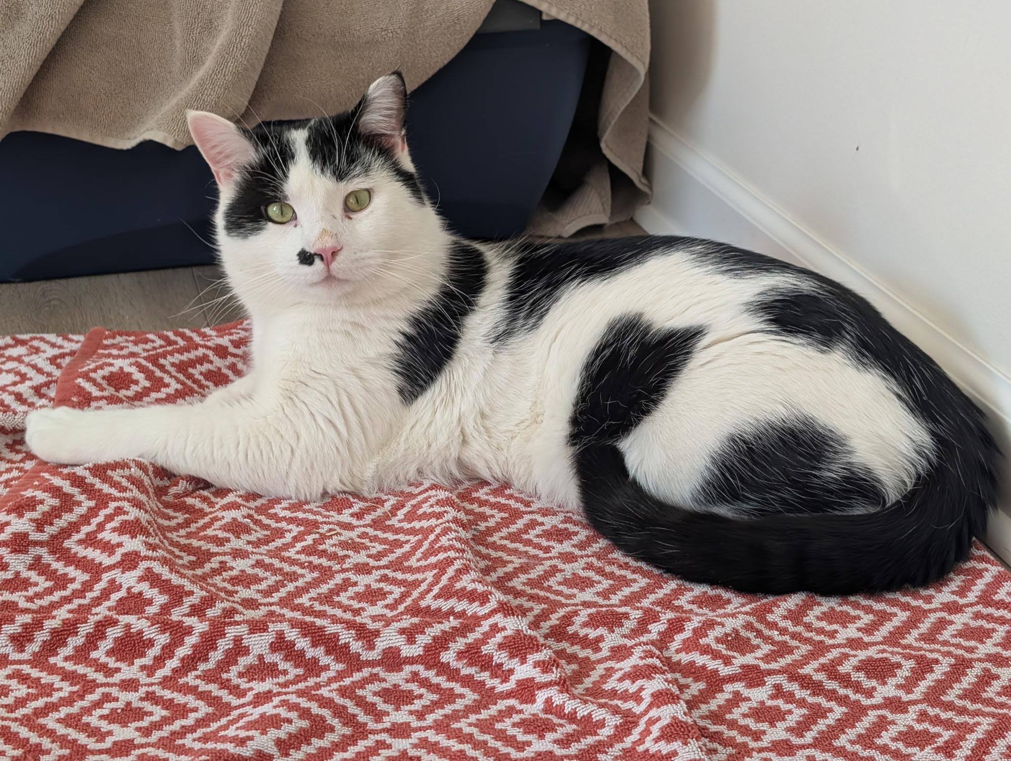 Marbles, adopted, Young Male Tuxedo.