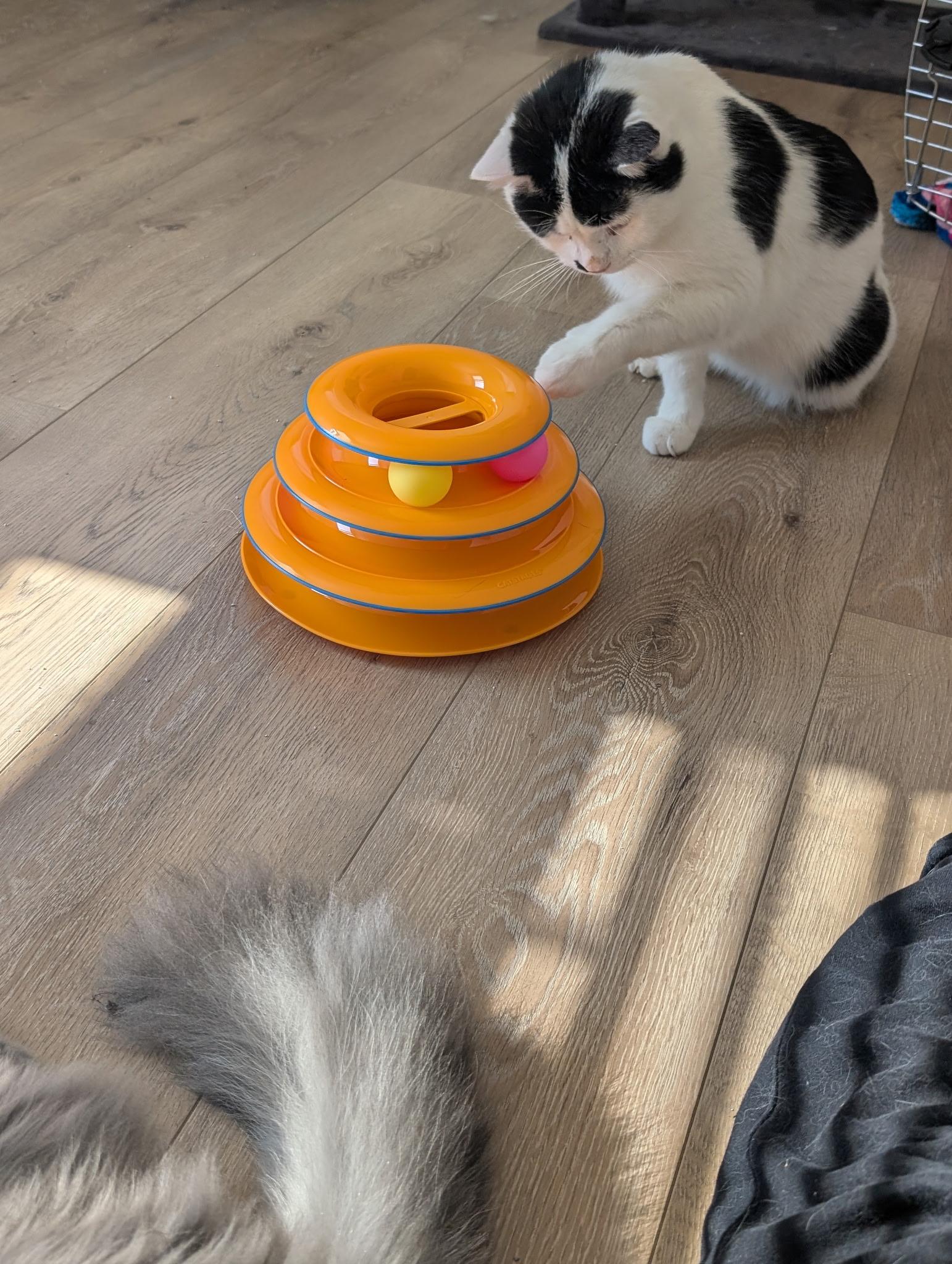 Enlarge Marbles, an adopted mixed breed in New Albany, OH image 5/5