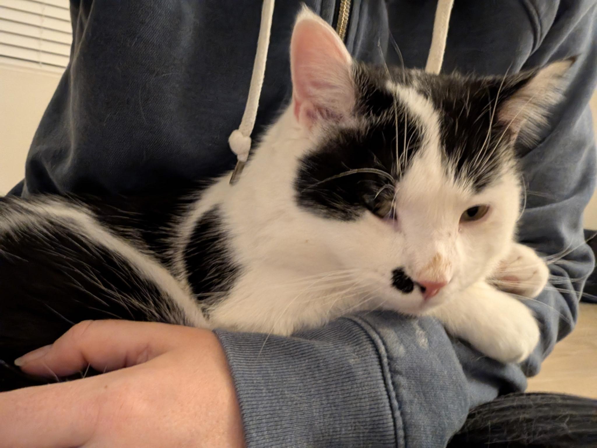 Enlarge Marbles, an adopted mixed breed in New Albany, OH image 3/5