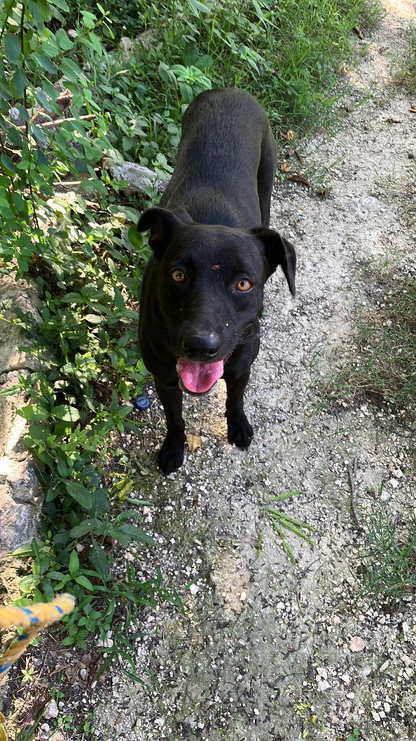 Blackie, Adopted, Adult Female Black Labrador Retriever.