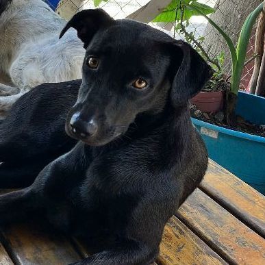 Enlarge Blackie, a Adopted Black Labrador Retriever in Tupper Lake, NY image 2/6