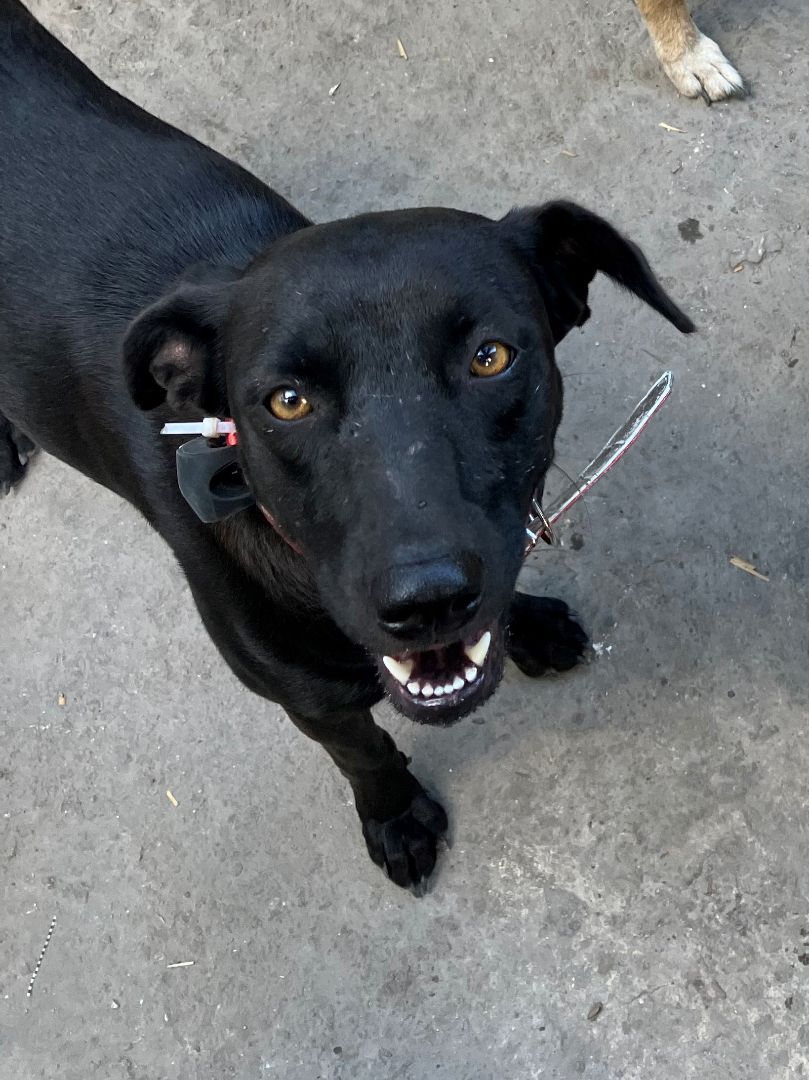 Enlarge Blackie, a Adopted Black Labrador Retriever in Tupper Lake, NY image 6/6