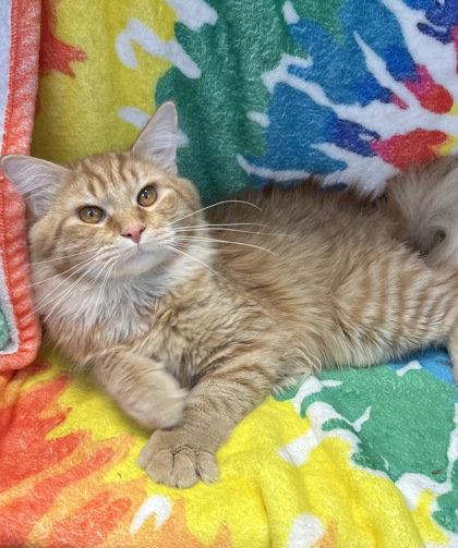 Enlarge 6996 (Baby), a Adoptable Domestic Long Hair in Lake City, MI image 1/1