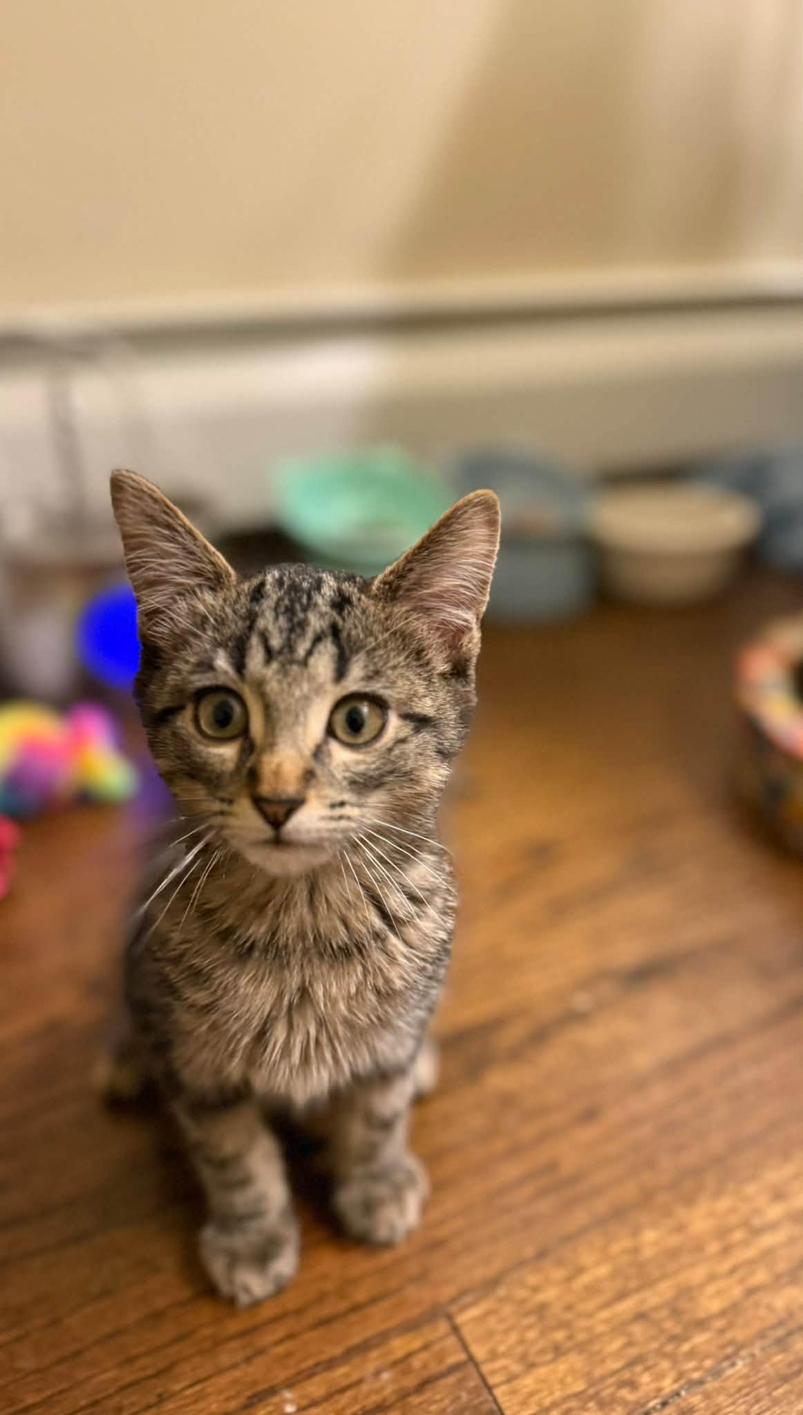Smokey & Archie - Kittens Bonded, Adoptable, Kitten Male Domestic Short Hair.