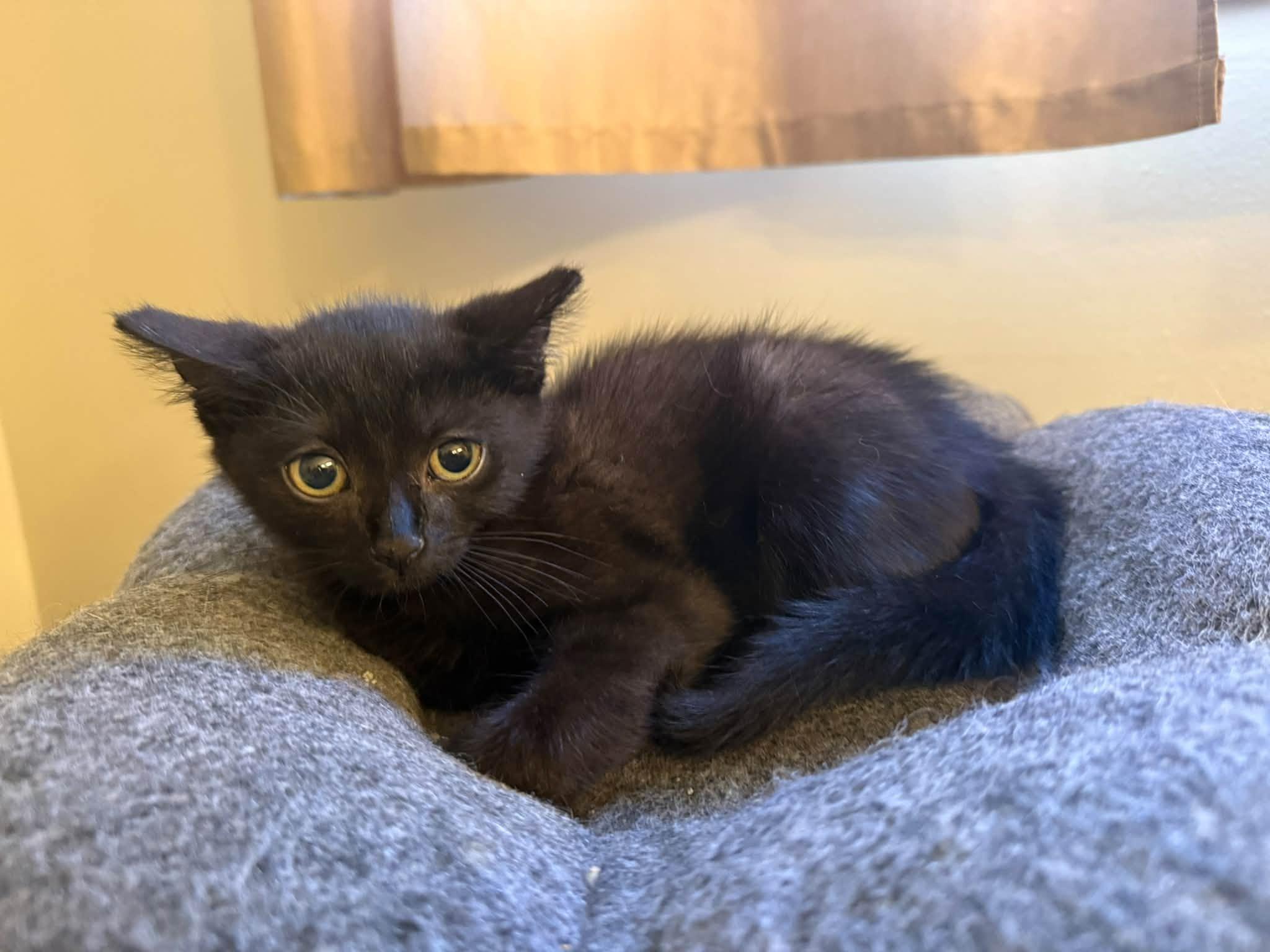 Enlarge Smokey & Archie - Kittens Bonded, a Adoptable Domestic Short Hair in Enfield, CT image 2/6