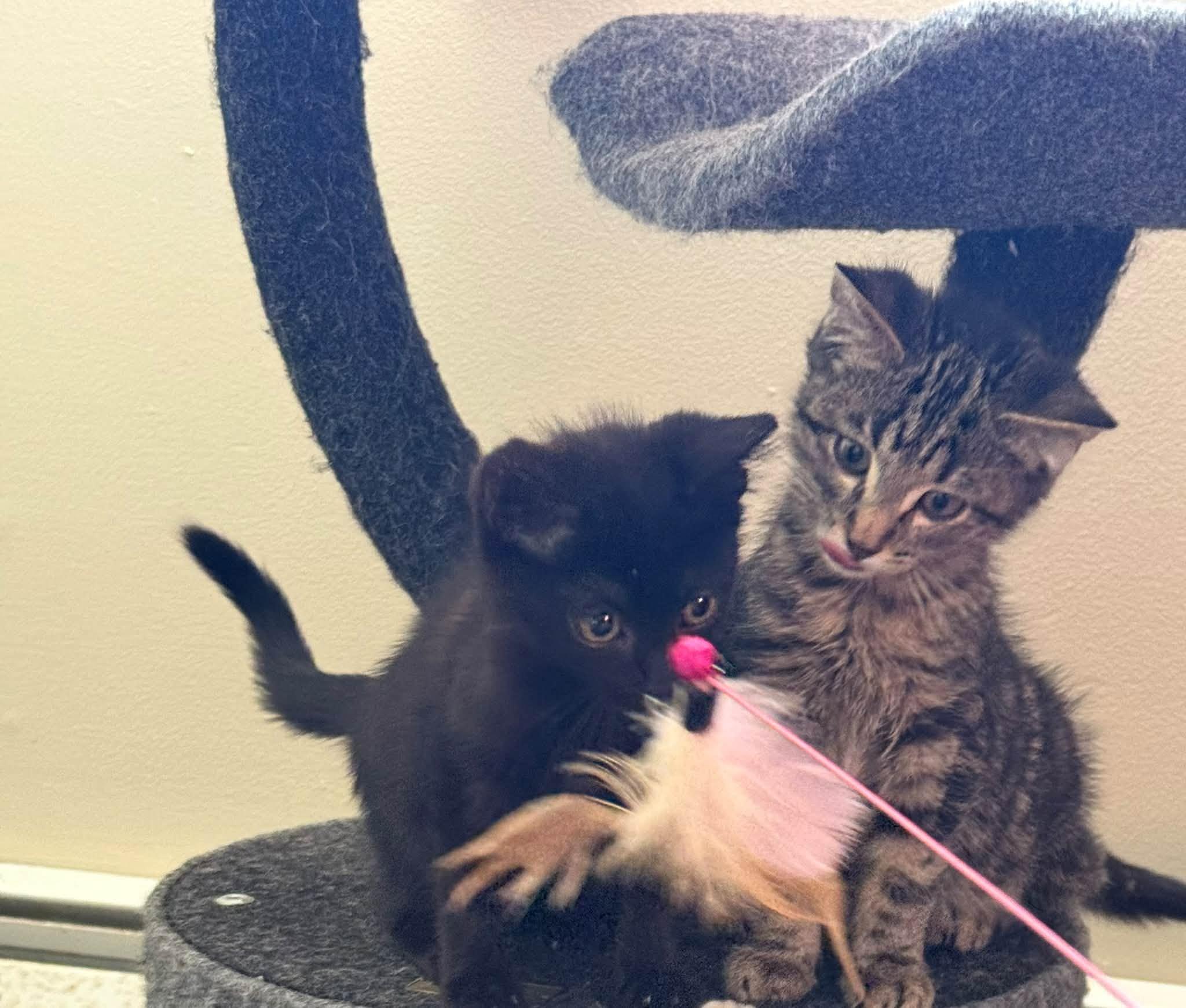 Enlarge Smokey & Archie - Kittens Bonded, a Adoptable Domestic Short Hair in Enfield, CT image 3/6