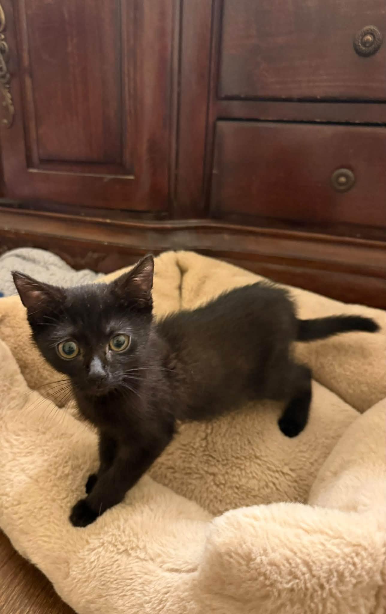Enlarge Smokey & Archie - Kittens Bonded, a Adoptable Domestic Short Hair in Enfield, CT image 4/6