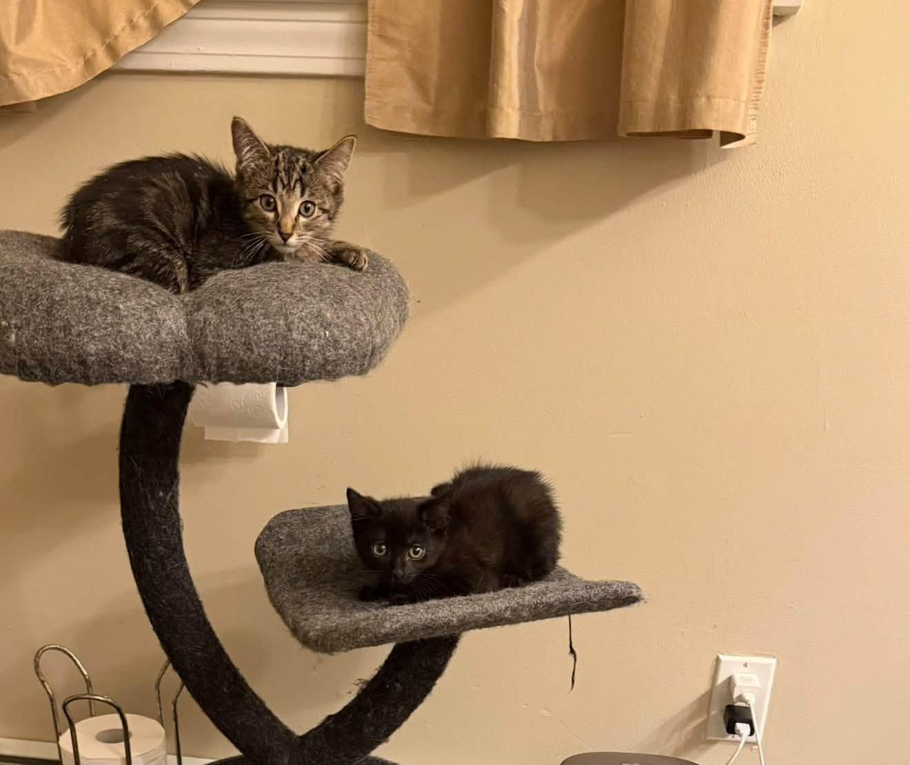 Enlarge Smokey & Archie - Kittens Bonded, a Adoptable Domestic Short Hair in Enfield, CT image 5/6