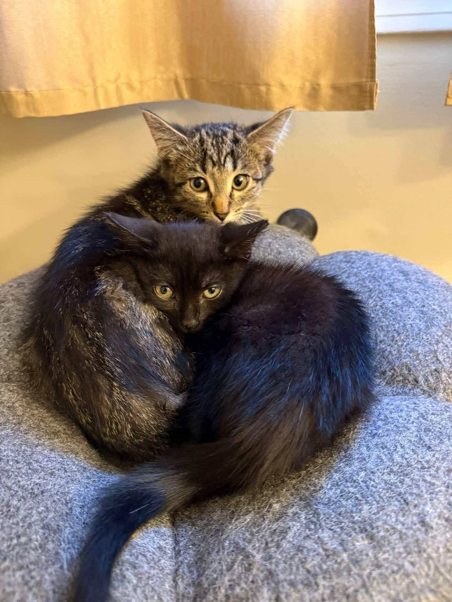 Enlarge Smokey & Archie - Kittens Bonded, a Adoptable Domestic Short Hair in Enfield, CT image 6/6