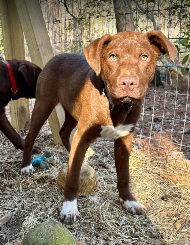Blue, adopted, Puppy Male Labrador Retriever.