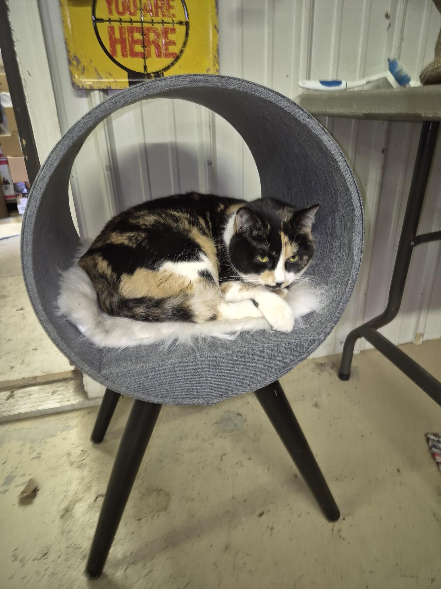 Nova, an adoptable Domestic Long Hair, Calico in Gladwin, MI, 48624 | Photo Image 3