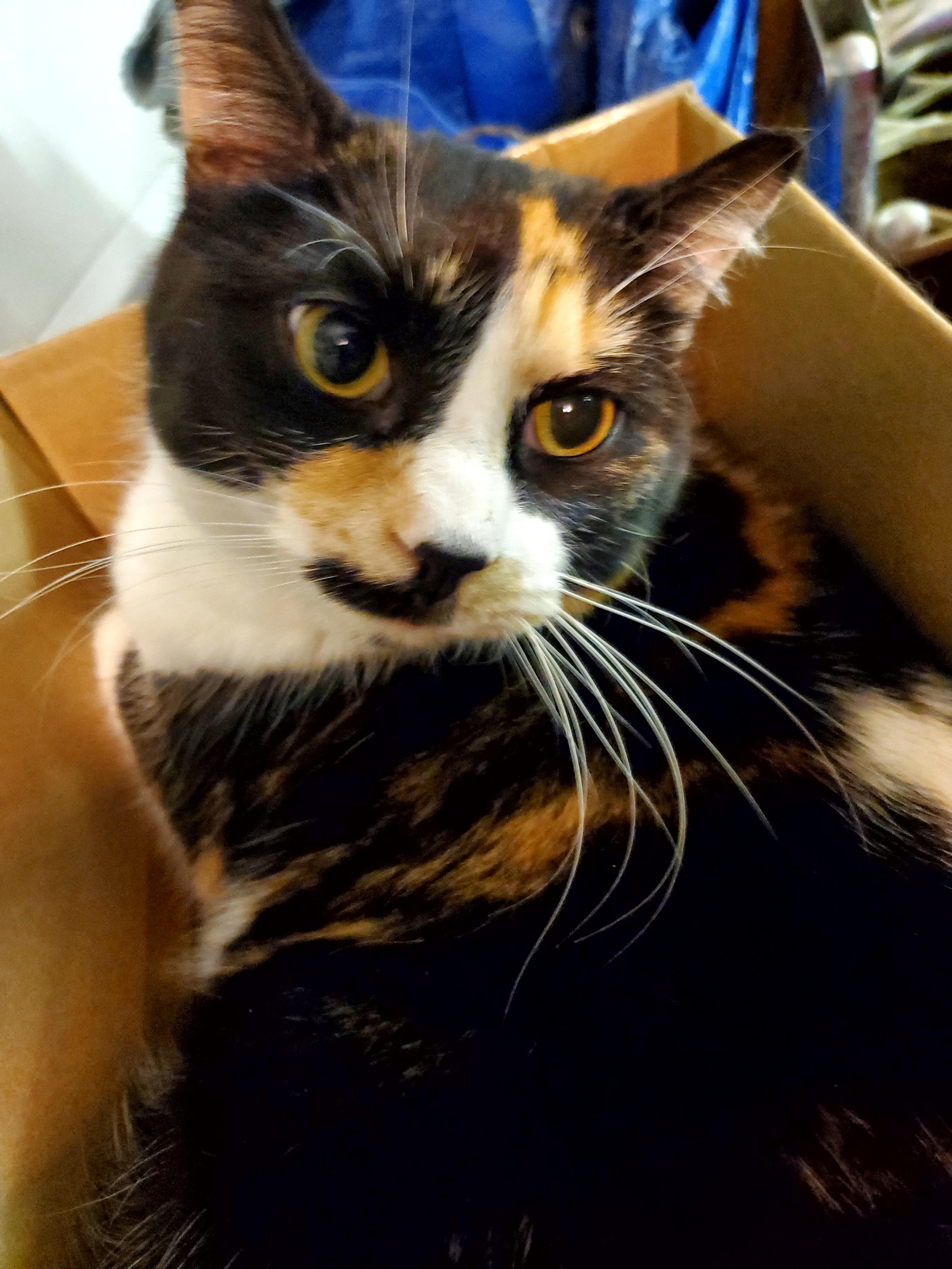 Nova, a Adoptable mixed breed in Gladwin, MI image 2/3