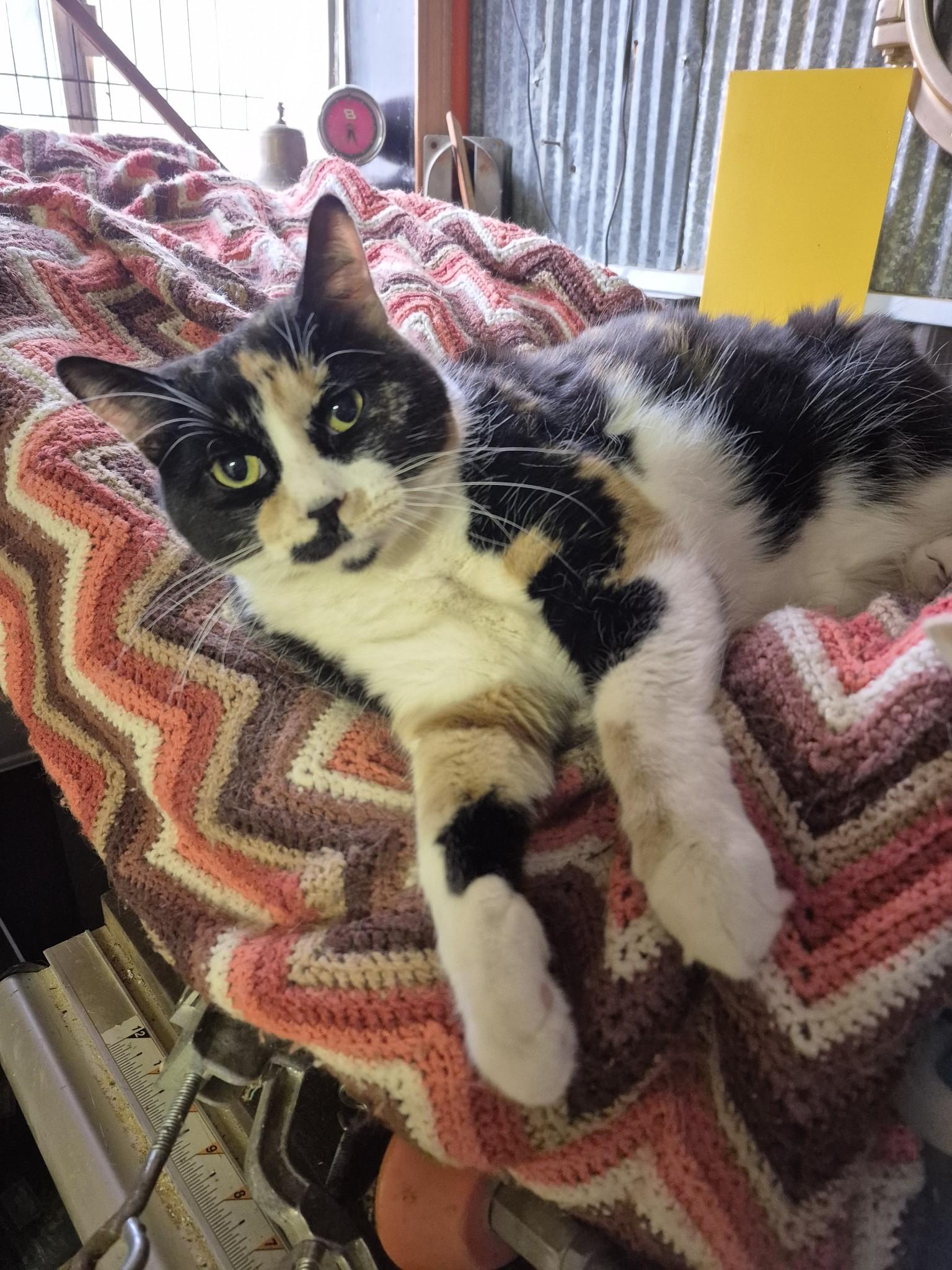Nova, an adoptable Domestic Long Hair, Calico in Gladwin, MI, 48624 | Photo Image 1