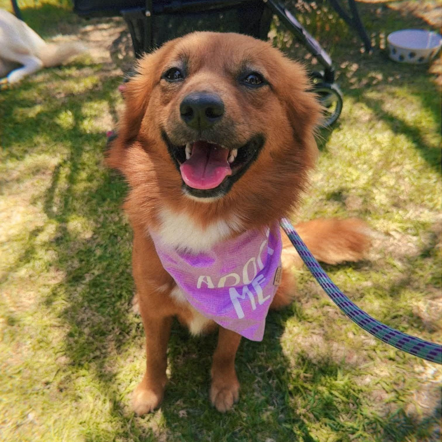 Bella, adopted, Young Female Pomeranian & Australian Shepherd.