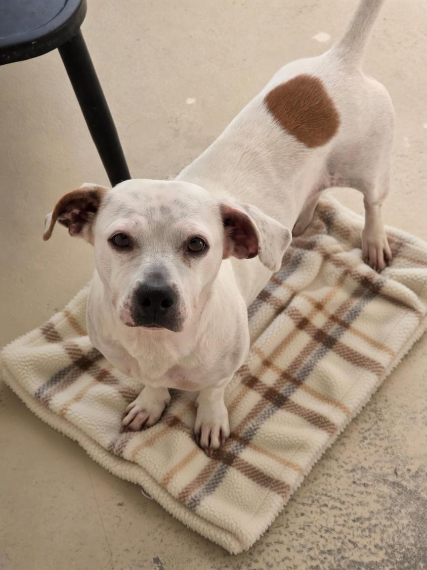 Enlarge Bluey, a Adoptable mixed breed in Dandridge, TN image 1/2
