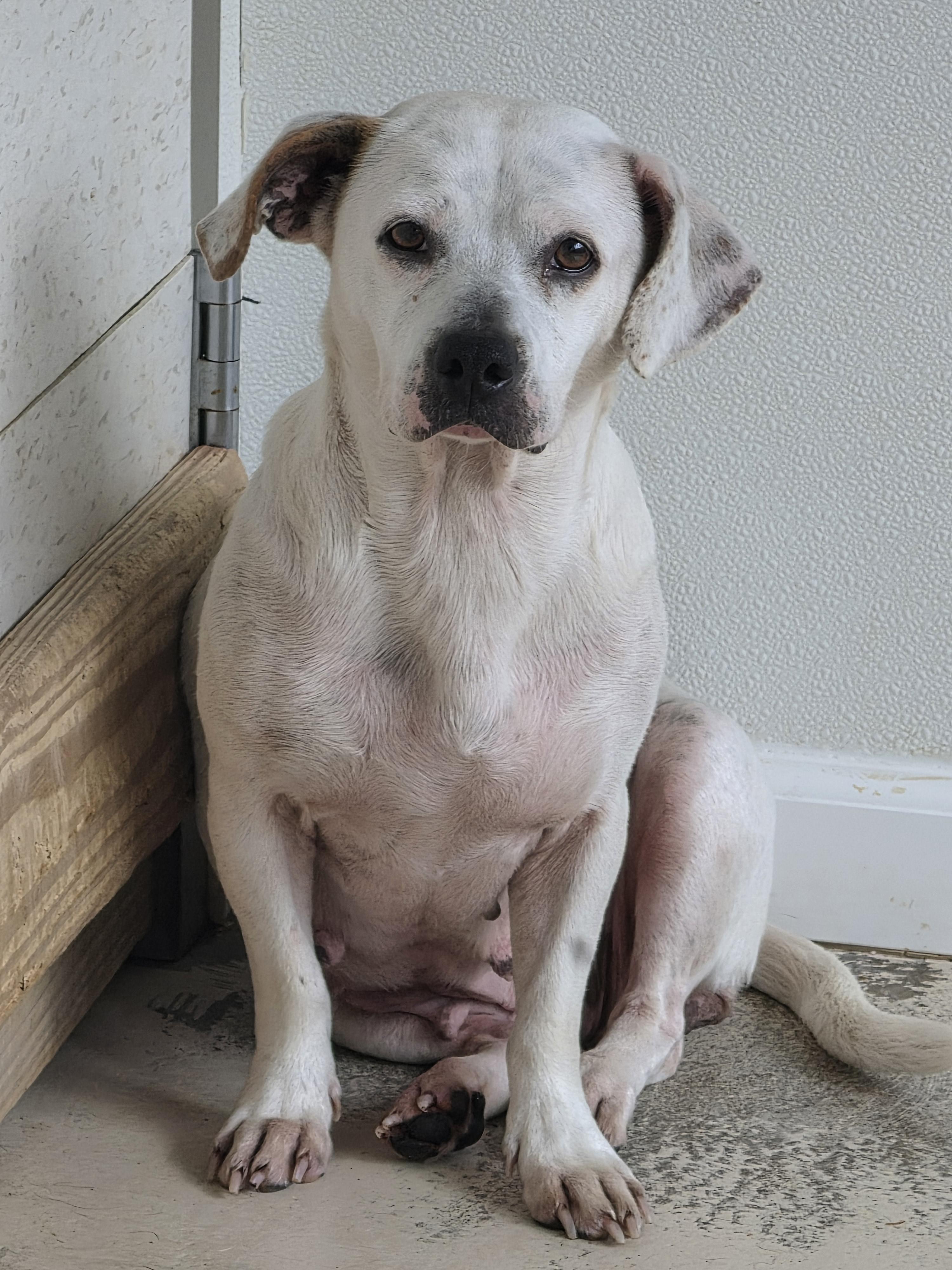 Enlarge Bluey, a Adoptable mixed breed in Dandridge, TN image 2/2