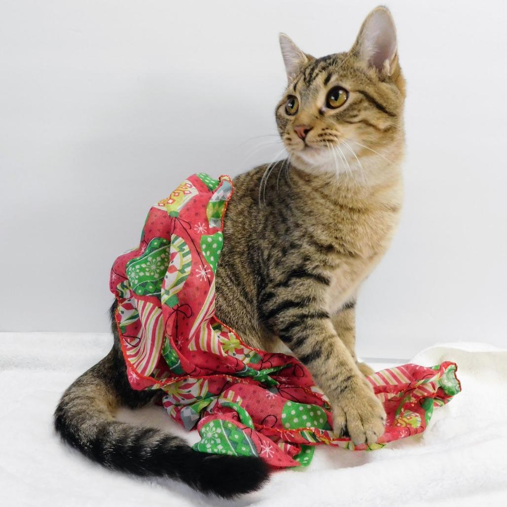 Greyson, Adoptable, Young Male Domestic Short Hair.