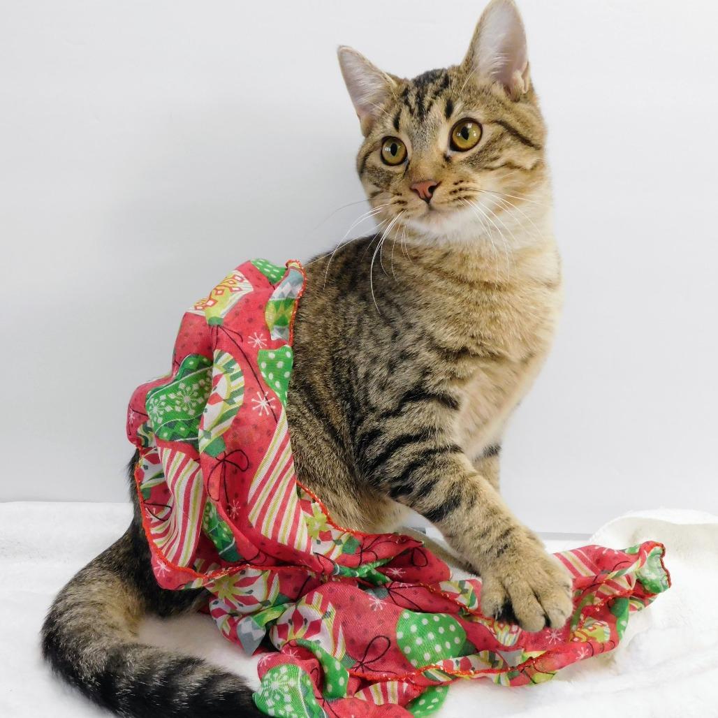 Enlarge Greyson, a Adoptable Domestic Short Hair in Canton, IL image 3/6