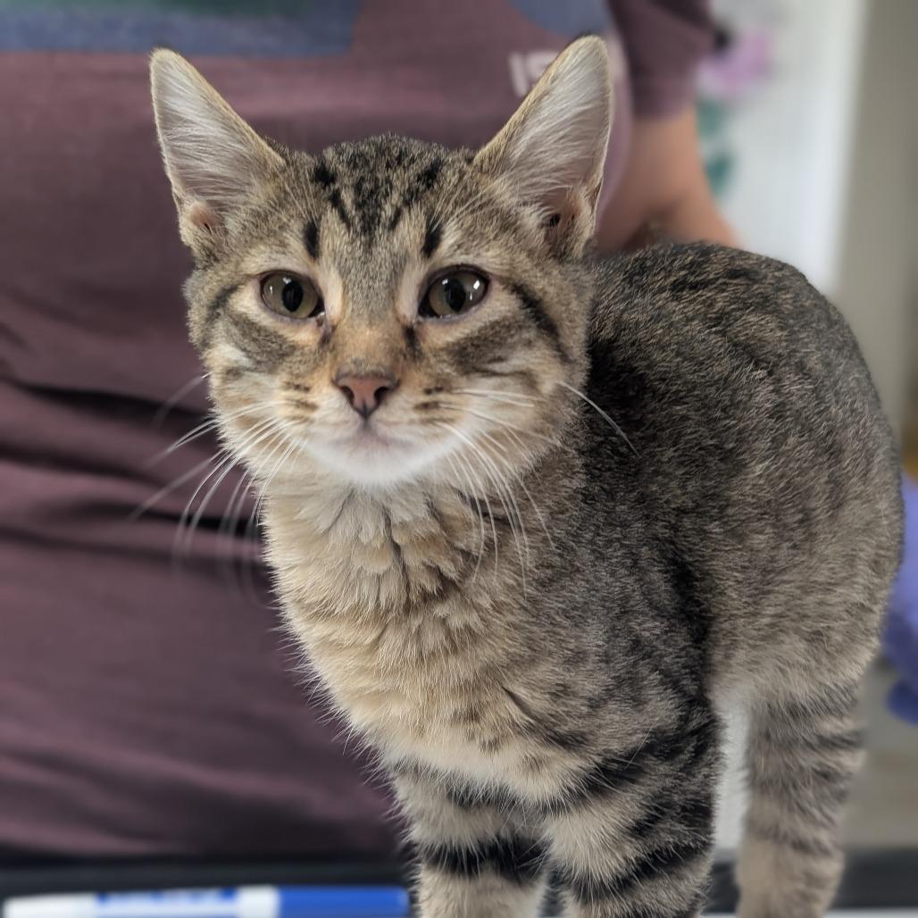 Enlarge Greyson, a Adoptable Domestic Short Hair in Canton, IL image 5/6
