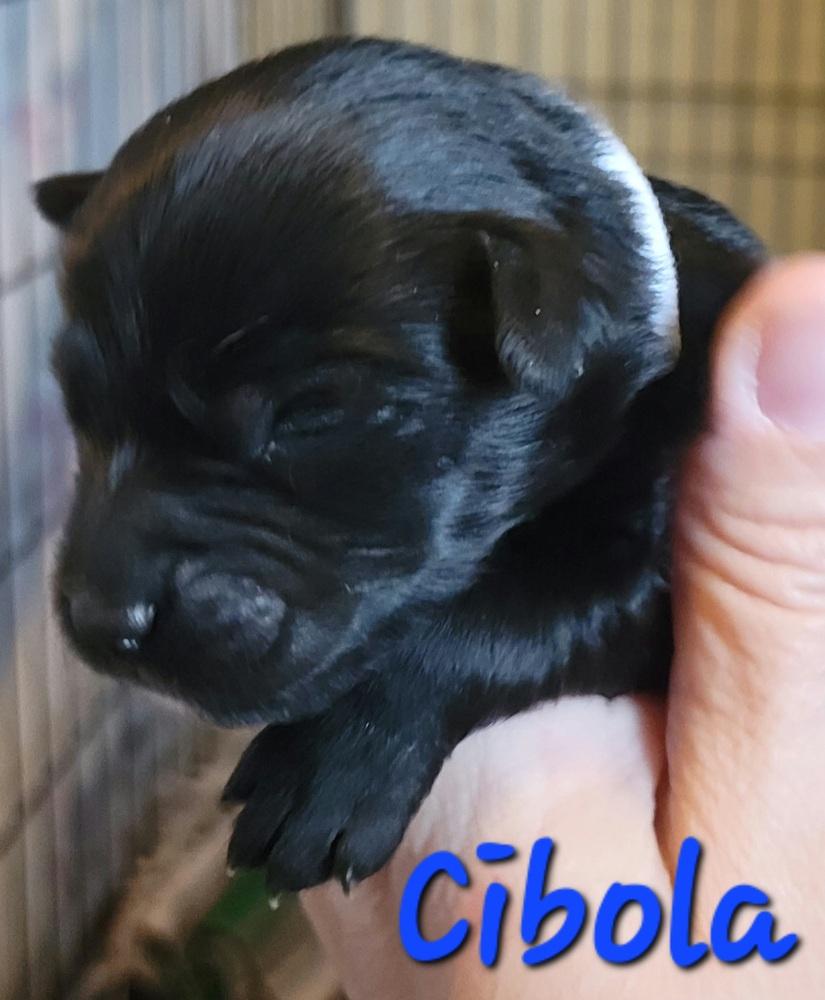 Enlarge Cibola, a Adopted mixed breed in Willcox, AZ image 1/2
