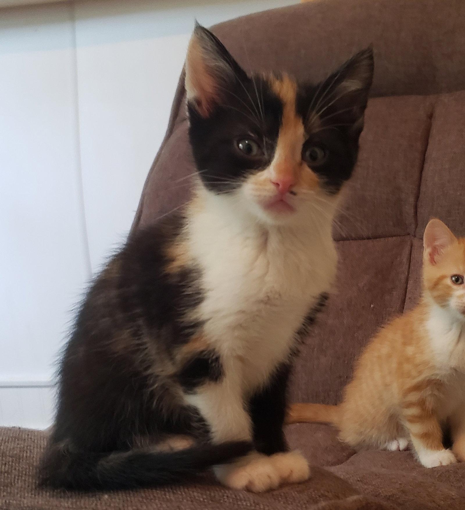 Zora, Adoptable, Kitten Female Domestic Medium Hair & Calico.