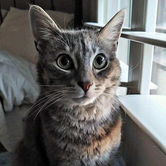 Enlarge Layla-check out my video!, a Adoptable mixed breed in Fort Worth, TX image 1/6