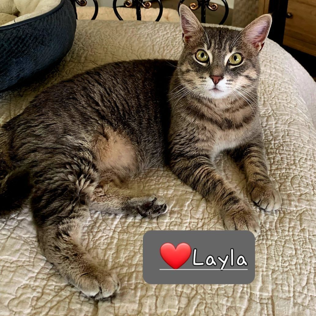 Enlarge Layla-check out my video!, a Adoptable mixed breed in Fort Worth, TX image 2/6