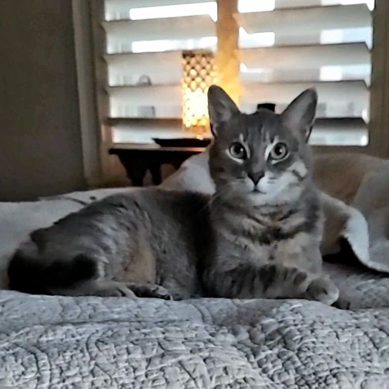 Enlarge Layla-check out my video!, a Adoptable mixed breed in Fort Worth, TX image 3/6