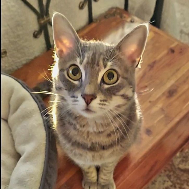 Layla-check out my video!, Adoptable, Adult Female Tabby & Domestic Short Hair.