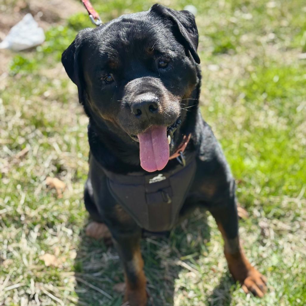 Boo Boo, Adoptable, Senior Male Rottweiler & Mixed Breed.