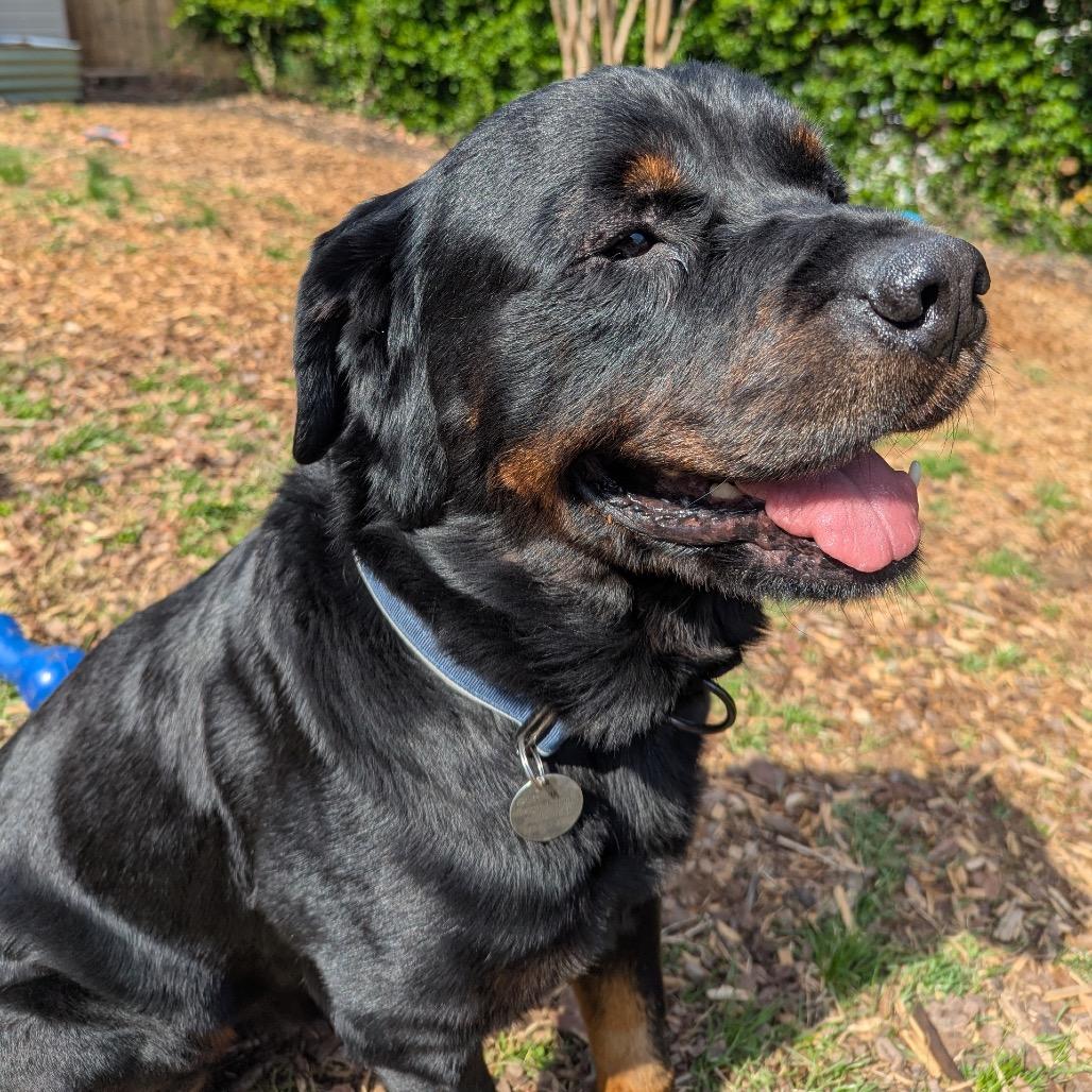 Enlarge Boo Boo, a Adoptable mixed breed in Silver Spring, MD image 2/6