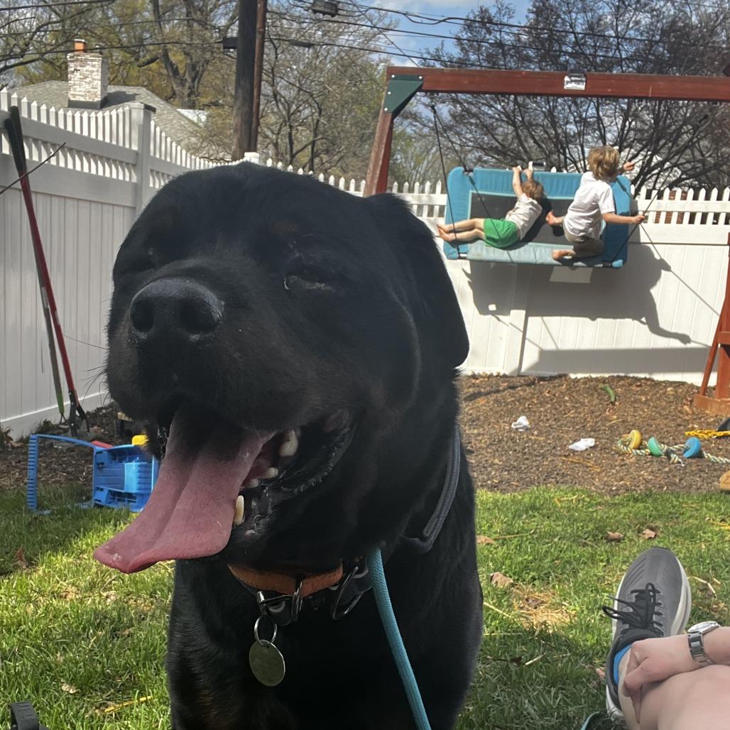 Enlarge Boo Boo, a Adoptable mixed breed in Silver Spring, MD image 3/6