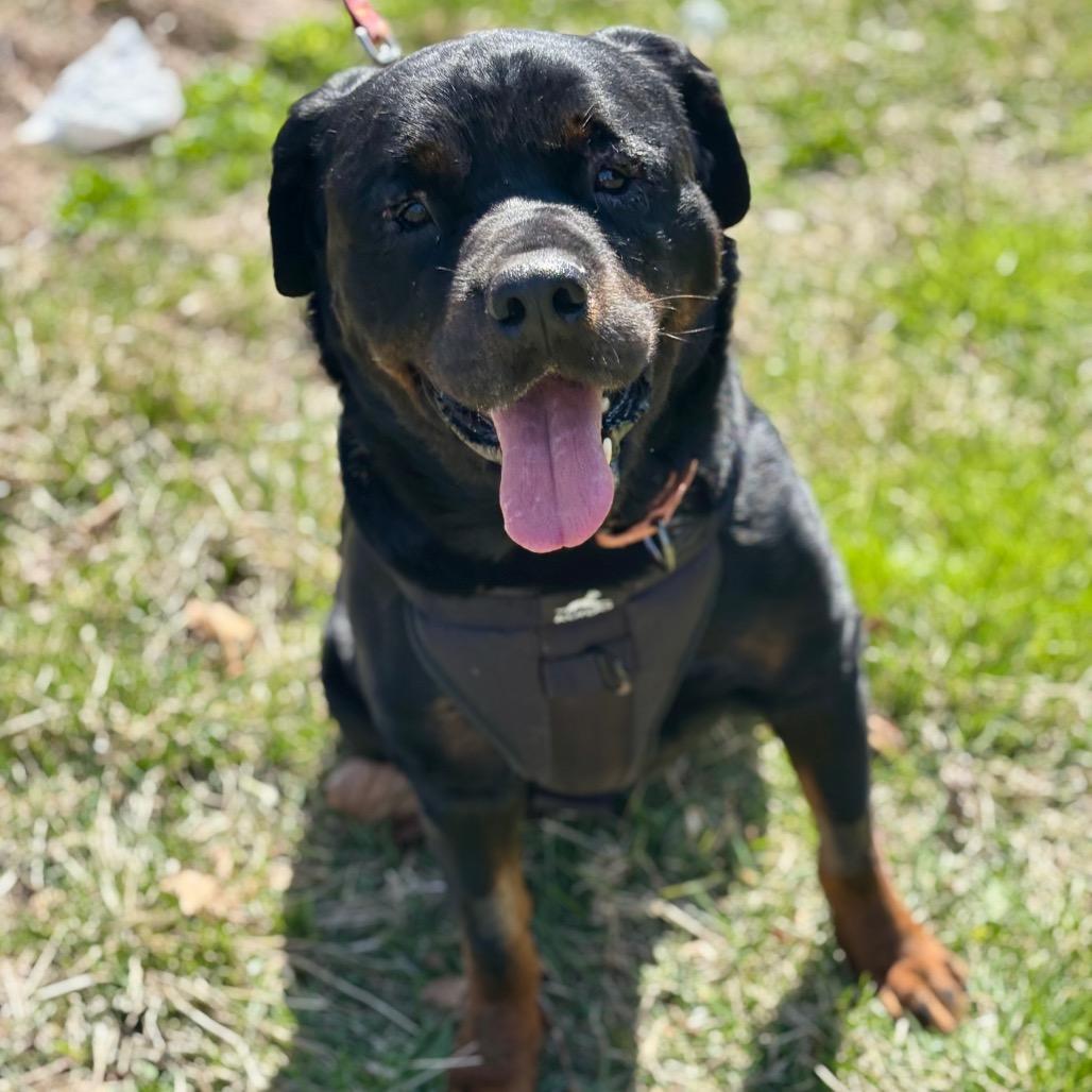 Enlarge Boo Boo, a Adoptable mixed breed in Silver Spring, MD image 4/6