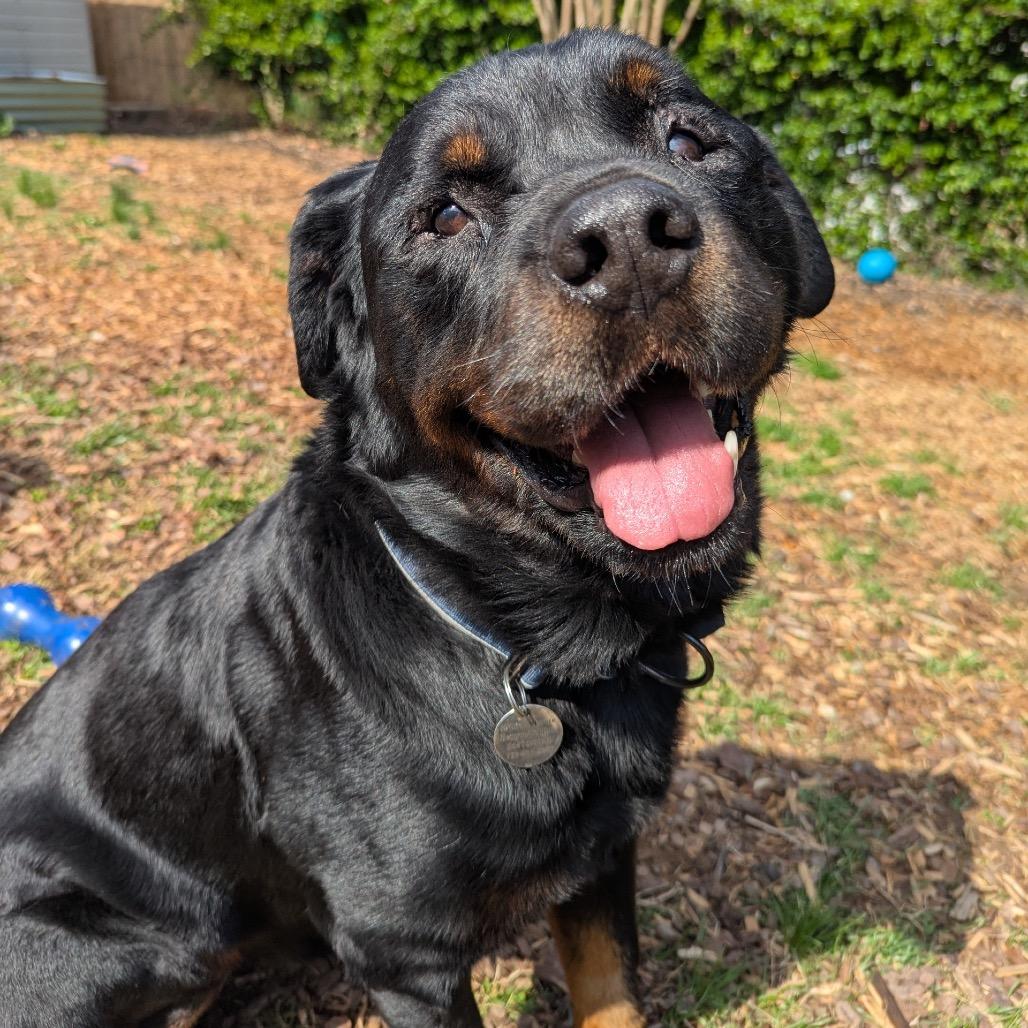 Enlarge Boo Boo, a Adoptable mixed breed in Silver Spring, MD image 5/6