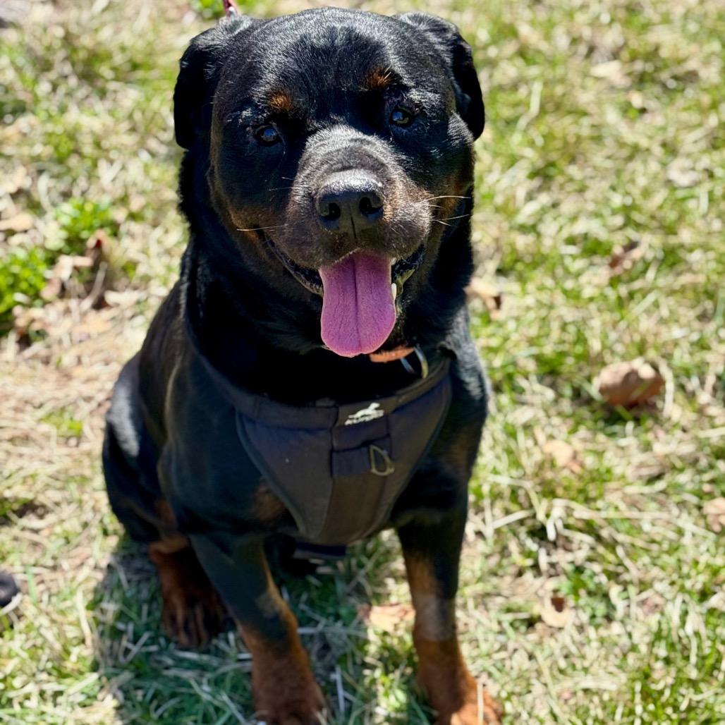 Enlarge Boo Boo, a Adoptable mixed breed in Silver Spring, MD image 6/6