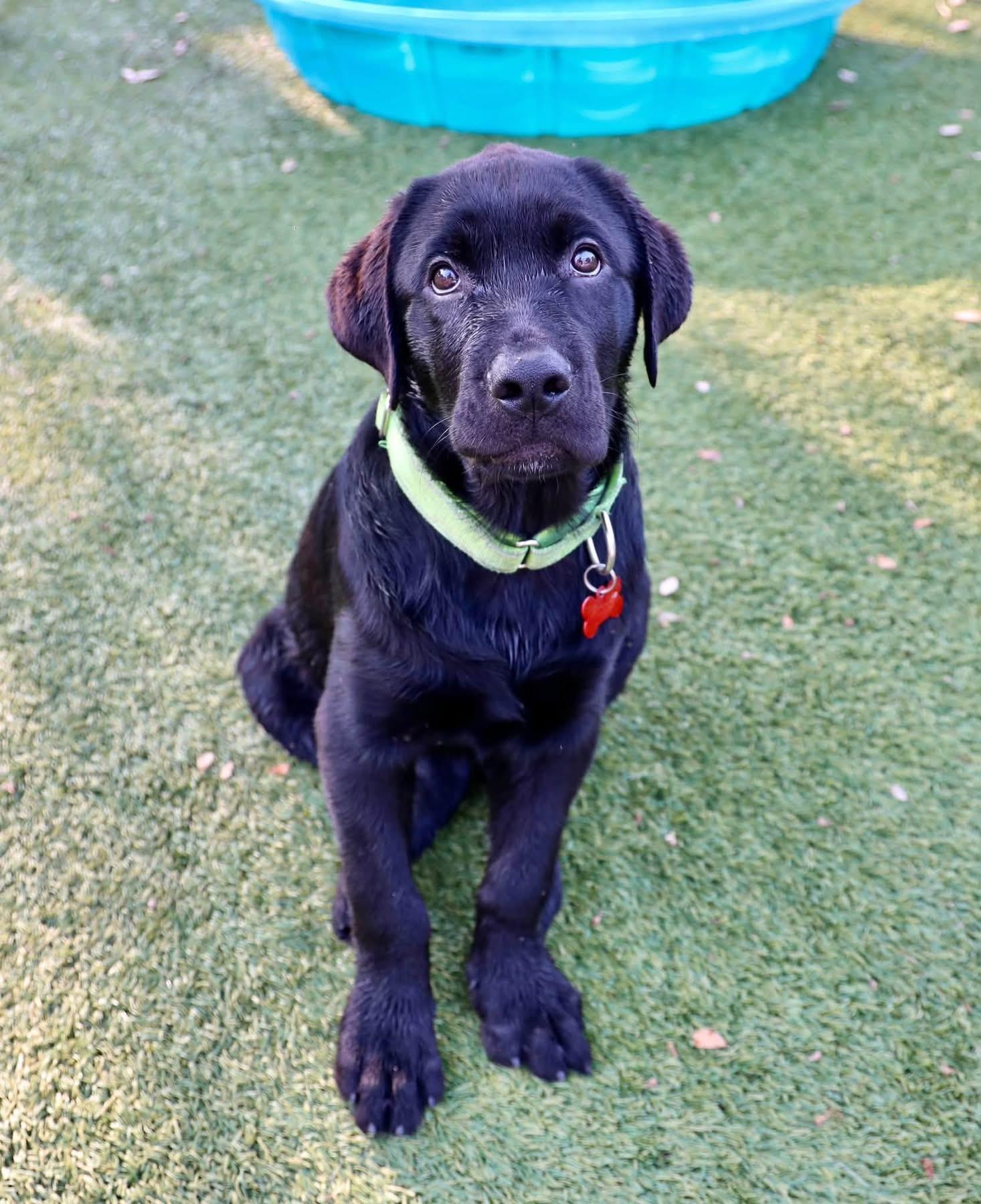 Leo, an adopted mixed breed in Southlake, TX image 3/6