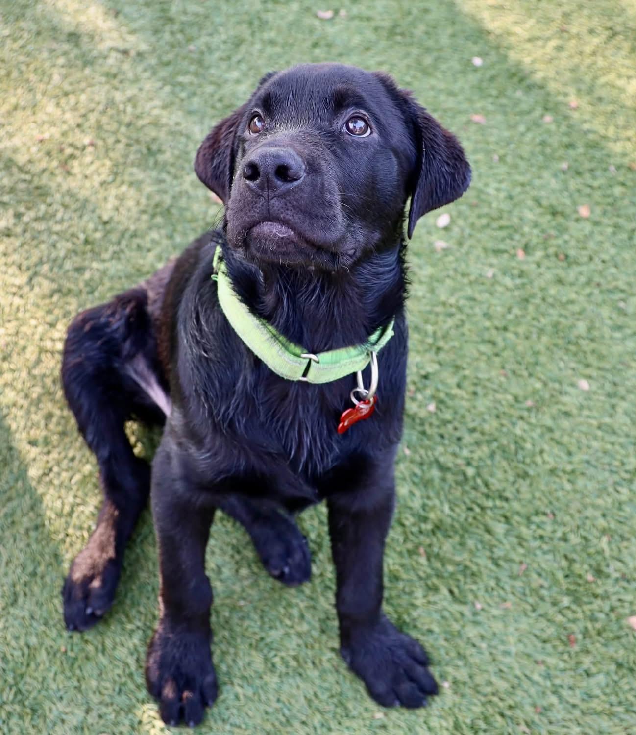 Leo, an adopted mixed breed in Southlake, TX image 4/6