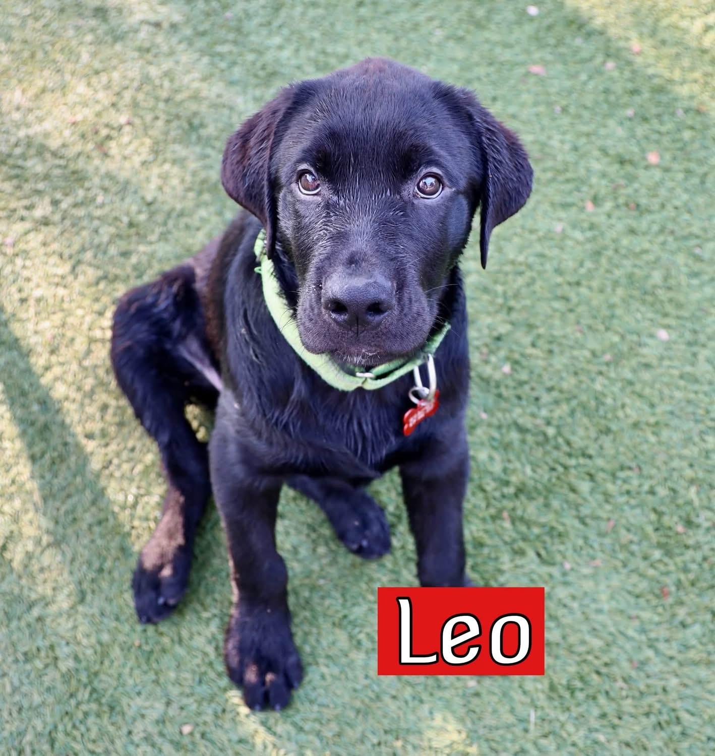 Leo, adopted, Young Male Labrador Retriever & Rottweiler.