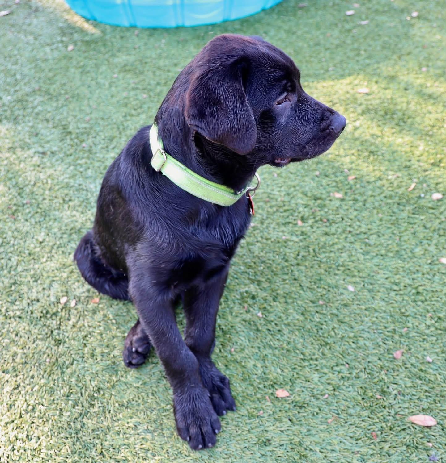 Leo, an adopted mixed breed in Southlake, TX image 6/6