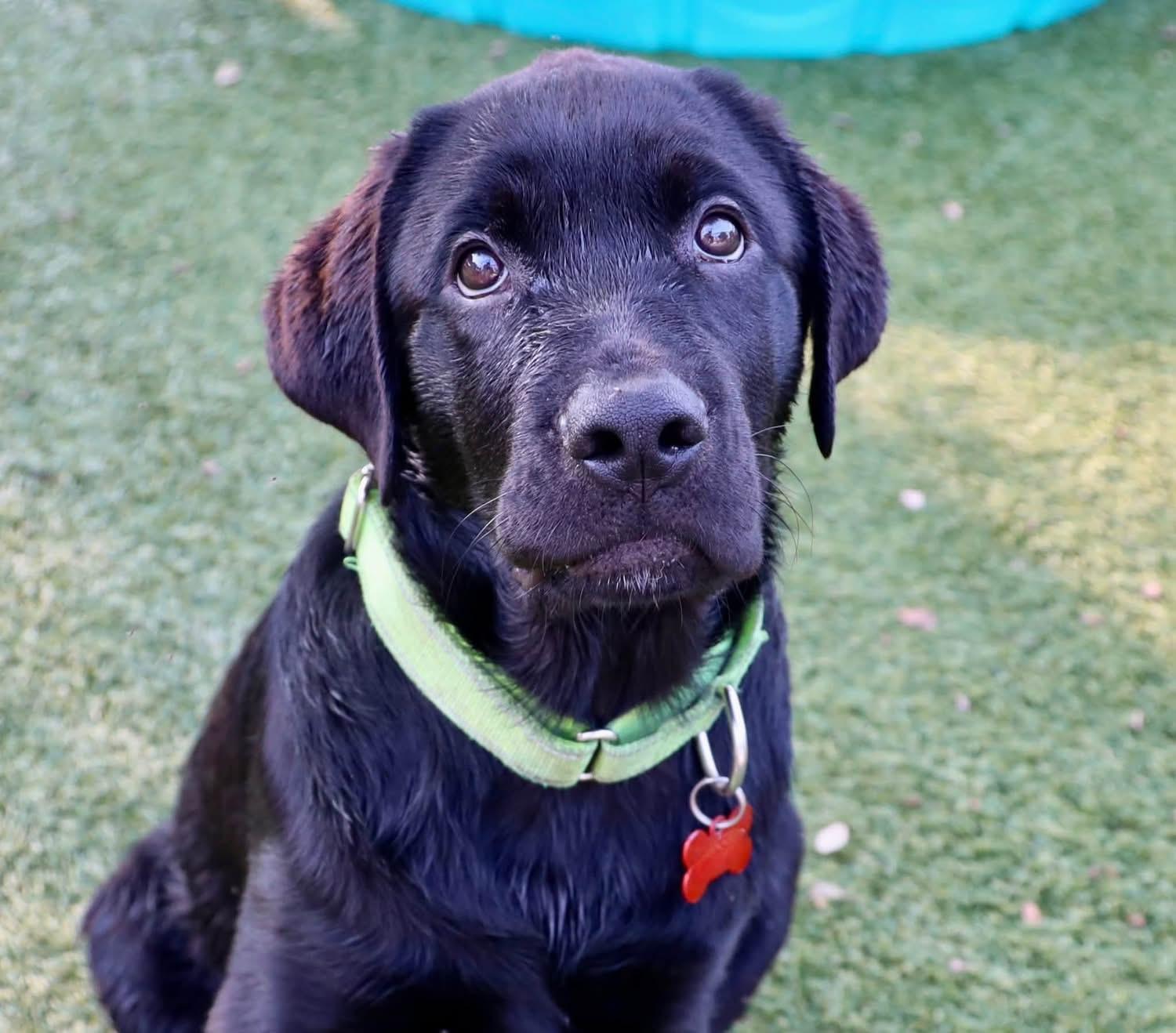 Leo, an adopted mixed breed in Southlake, TX image 2/6