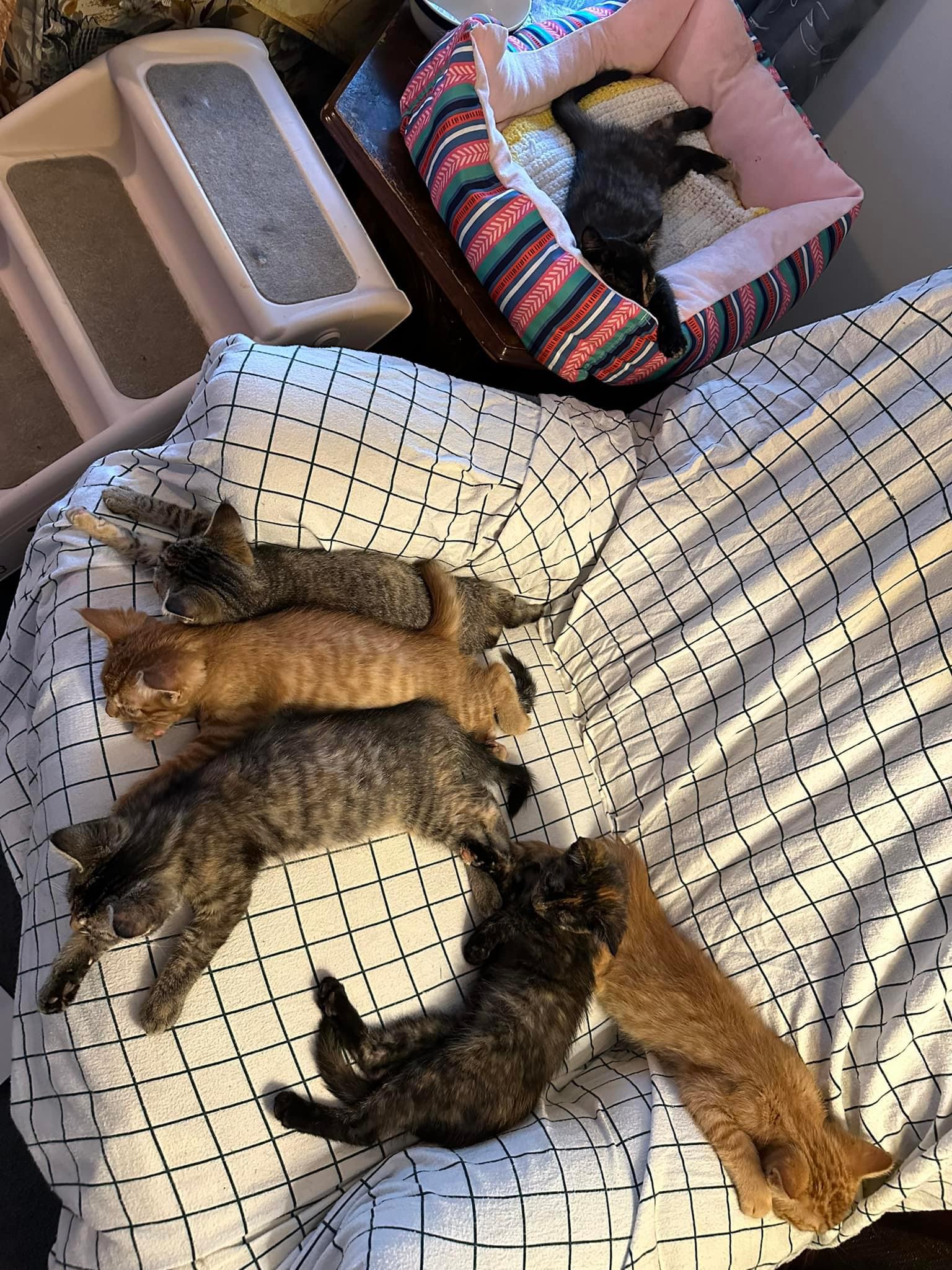 Cat for adoption Alexandria, a Domestic Short Hair in Faribault, MN