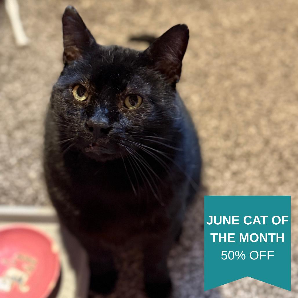 Boniface, Adoptable, Adult Male Domestic Short Hair.