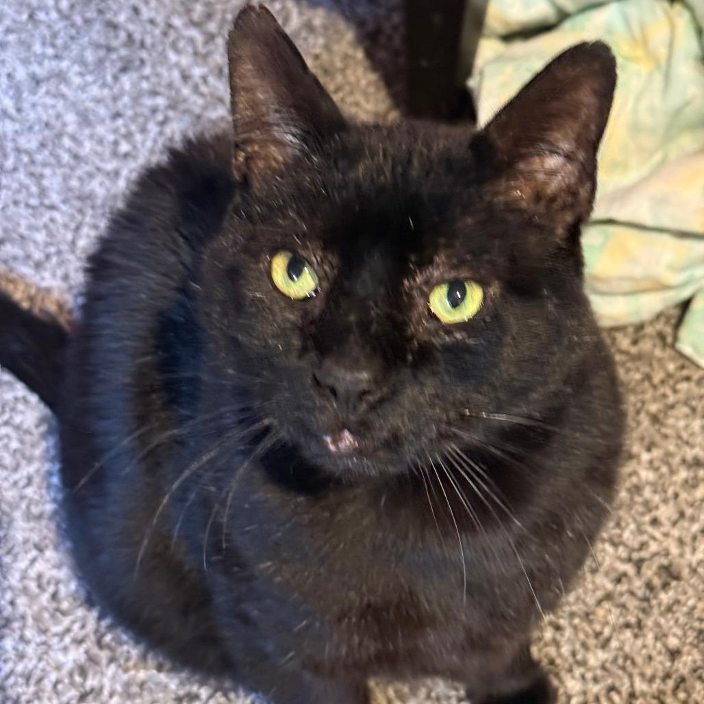 Boniface, a Adoptable Domestic Short Hair in Saint Paul, MN image 1/4