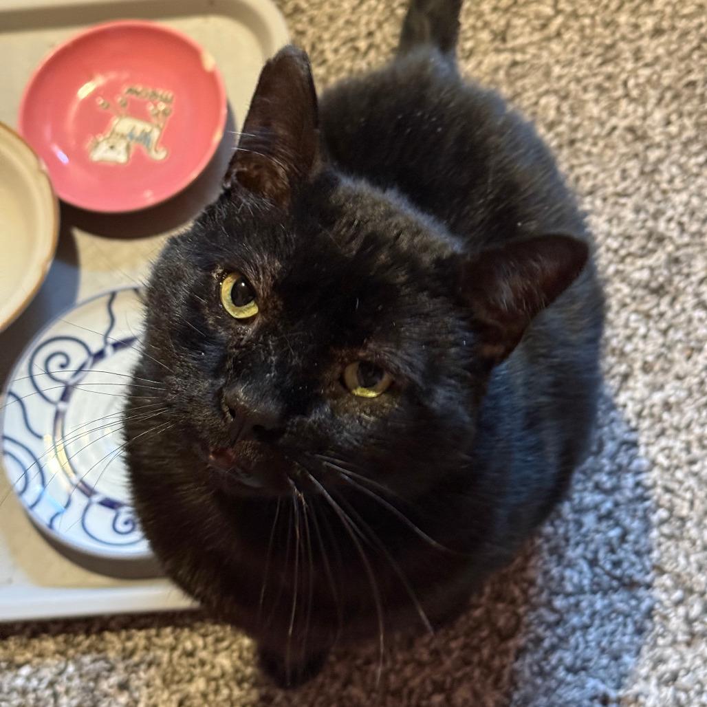 Boniface, a Adoptable Domestic Short Hair in Saint Paul, MN image 2/4