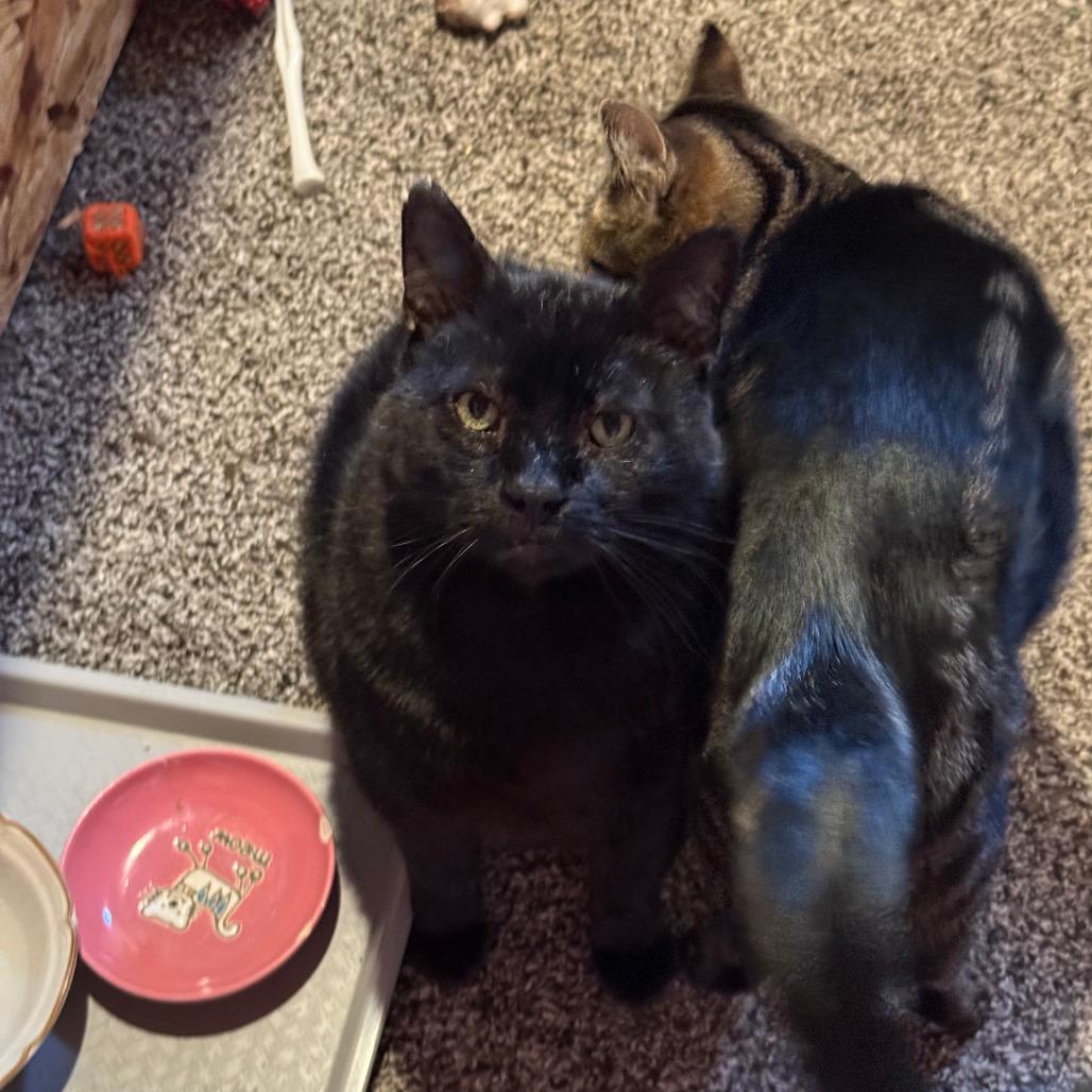 Boniface, Adoptable, Adult Male Domestic Short Hair.