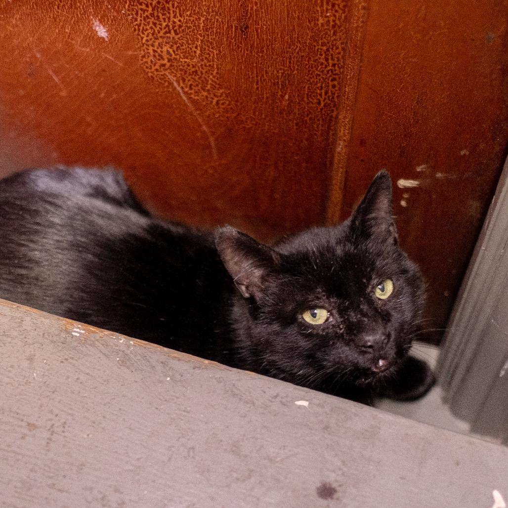 Enlarge Boniface, a Adoptable Domestic Short Hair in Inver Grove Heights, MN image 4/5