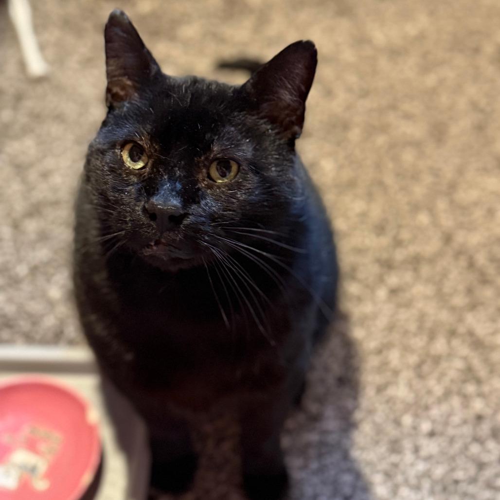 Boniface, a Adoptable Domestic Short Hair in Saint Paul, MN image 4/4