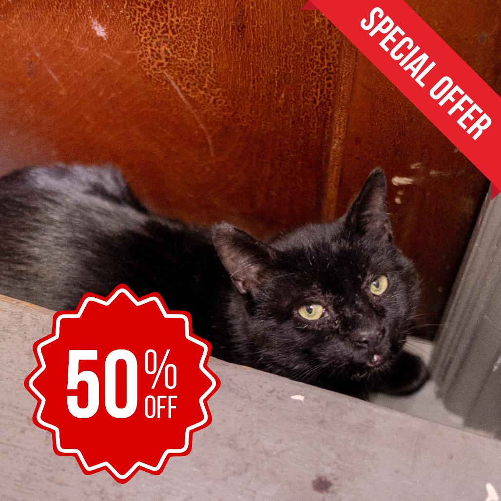 Boniface, a Adoptable Domestic Short Hair in Inver Grove Heights, MN image 6/6