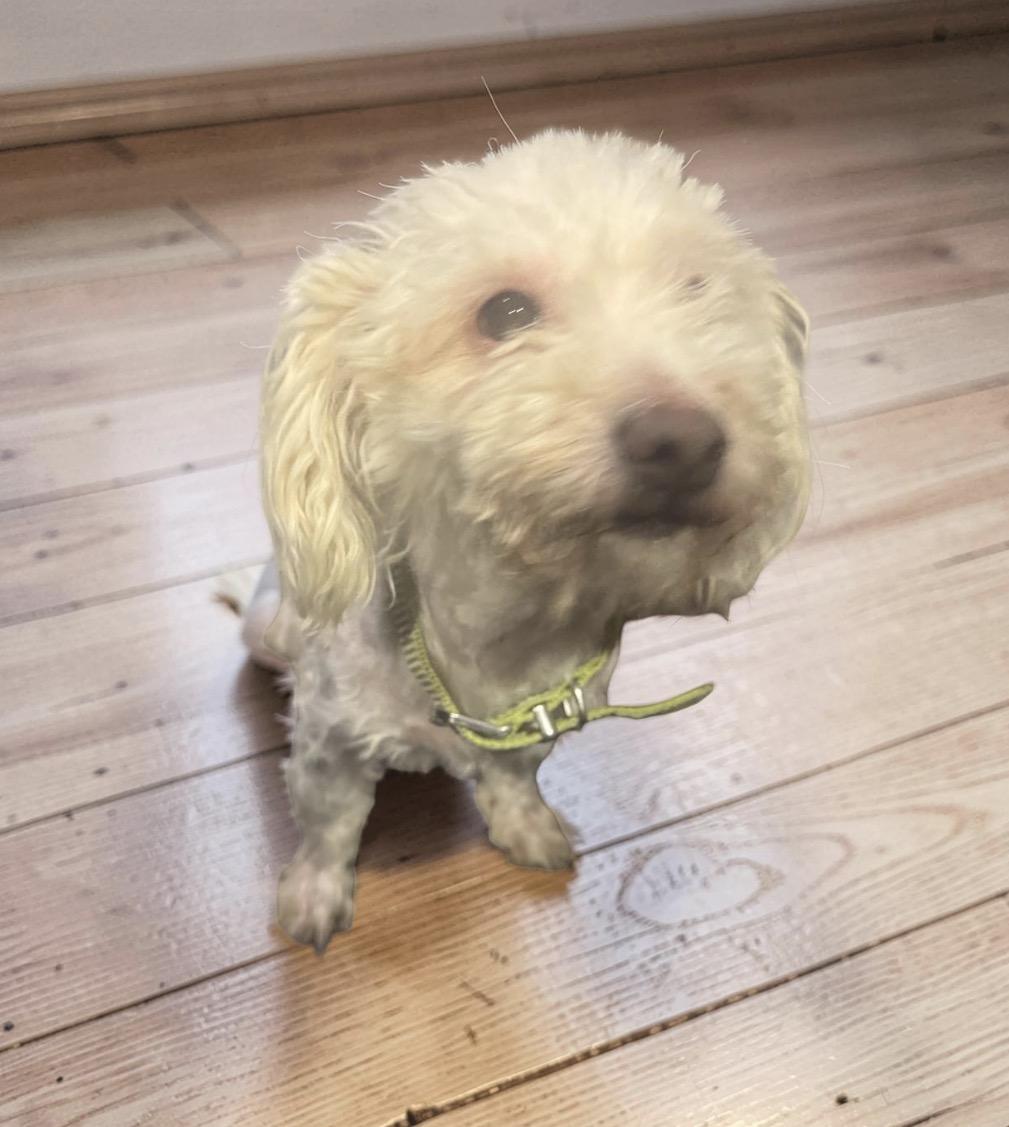 Enlarge Zoey , an adopted mixed breed in Los Angeles, CA image 3/5