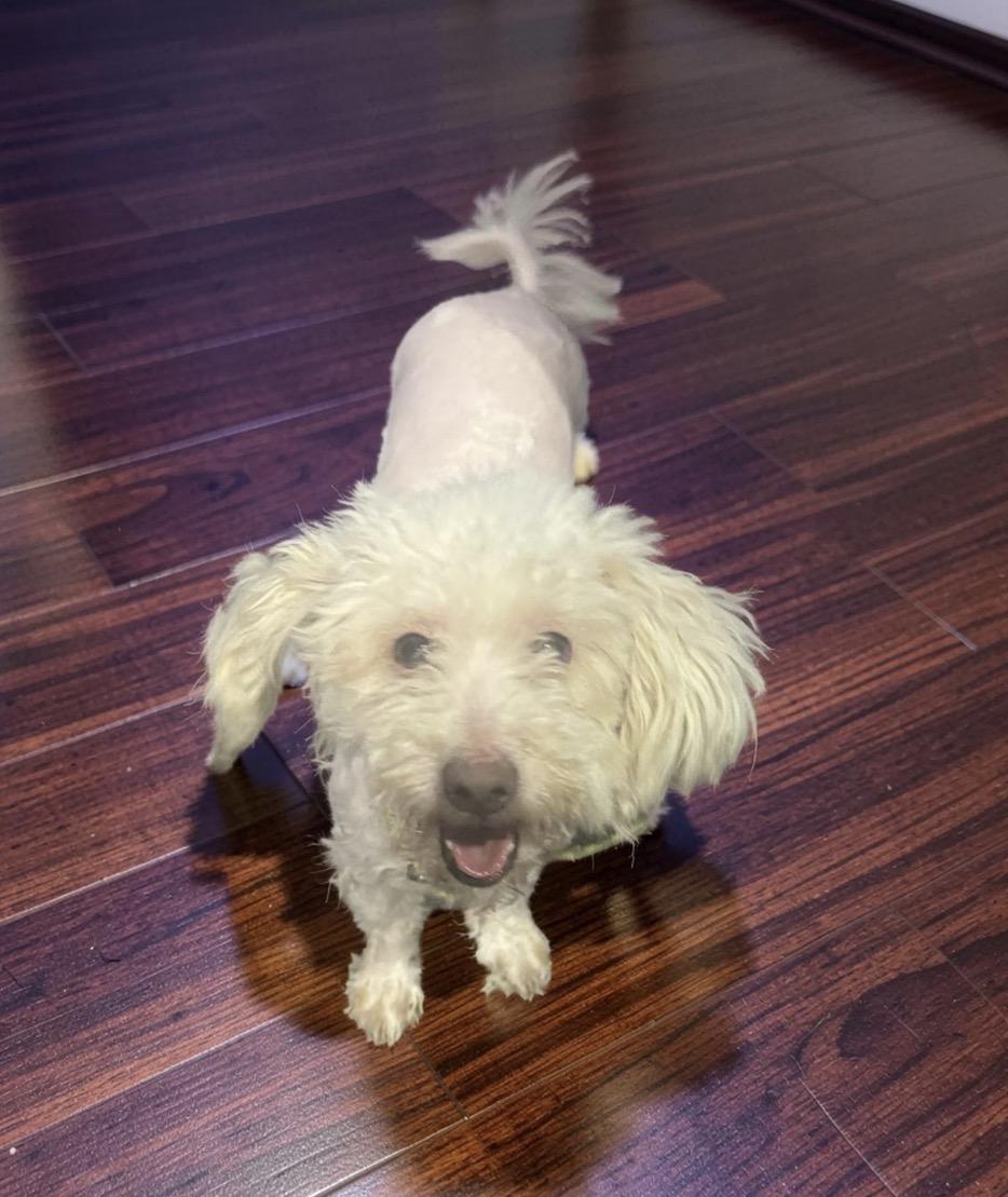 Enlarge Zoey , an adopted mixed breed in Los Angeles, CA image 4/5